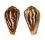CONIDAE CONUS BULBUS shell