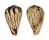 CONIDAE CONUS BULBUS shell