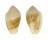 MARGINELLIDAE MARGINELLA ALBOCINCTA shell
