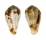 CONIDAE CONUS FUSCOLINEATUS shell