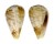 CONIDAE CONUS FUSCOLINEATUS shell