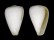 CONIDAE VARIOCONUS FILMERI shell