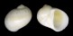 NATICIDAE NATICA CANRENA shell