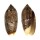 OLIVIDAE OLIVA JASPIDEA DUCLOSI shell