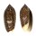 OLIVIDAE OLIVA JASPIDEA DUCLOSI shell