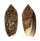 OLIVIDAE OLIVA JASPIDEA DUCLOSI shell