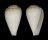 CONIDAE CONUS MICROPUNCTATUS shell