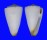 CONIDAE CONUS REDUCTASPIRALIS shell