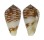 CONIDAE CONUS RETICULATUS shell