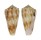 CONIDAE CONUS MOLUCCENSIS shell