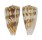 CONIDAE CONUS MOLUCCENSIS shell