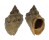 MURICIDAE THAIS HAEMASTOMA shell