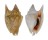 STROMBIDAE STROMBUS BULLA shell