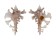 MURICIDAE HOMALOCANTHA ZAMBOI shell