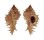 MURICIDAE CHICOMUREX GLORIOSUS shell