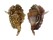 STROMBIDAE LAMBIS MILLEPEDA shell