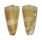 CONIDAE CONUS NOBILIS VICTOR shell