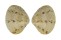 VENERIDAE TAWERA LAGOPUS shell