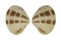 VENERIDAE TAWERA LAGOPUS shell
