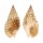 NASSARIIDAE NASSARIUS PAPILLOSUS shell