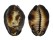 CYPRAEIDAE CYPRAEA CAPUTSERPENTIS shell