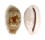 CYPRAEIDAE TALOSTOLIDA PELLUCENS PELLUCENS shell
