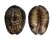 CYPRAEIDAE CYPRAEA DEPRESSA shell