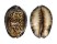CYPRAEIDAE CYPRAEA DEPRESSA shell