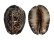 CYPRAEIDAE CYPRAEA DEPRESSA shell