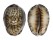 CYPRAEIDAE CYPRAEA DEPRESSA shell