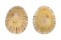 NACELLIDAE CELLANA HOWENSIS shell