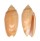 OLIVIDAE OLIVA ANNULATA CARNICOLOR shell