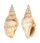 STROMBIDAE STROMBUS FUSIFORMIS shell