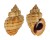 BUCCINIDAE CANTHARUS MELANOSTOMUS shell