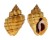 BUCCINIDAE CANTHARUS MELANOSTOMUS shell