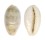 CYPRAEIDAE BLASICRURA PALLIDULA RHINOCEROS shell