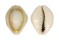CYPRAEIDAE MONETARIA ANNULUS shell