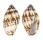 MITRIDAE STRIGATELLA LITTERATA shell