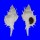 MURICIDAE SIRATUS CIBONEY shell