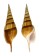 STROMBIDAE TIBIA CURTA shell