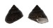 TROCHIDAE GIBBULA HOUARTI shell