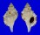 RANELLIDAE SEPTA cf. VESPACEUM shell