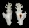 MURICIDAE PTERYNOTUS ELONGATUS shell