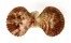 PECTINIDAE CHLAMYS BULLATA shell