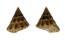 CALLIOSTOMATIDAE CALLIOSTOMA MAEKAWAI shell