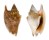 STROMBIDAE STROMBUS BULLA shell