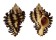 MURICIDAE CHICOREUS STAINFORTHI shell