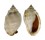 CASSIDAE PHALIUM BANDATUM shell