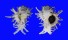MURICIDAE CHICOREUS CICHOREUM shell