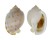 CASSIDAE PHALIUM BISULCATA BOOLEYI shell